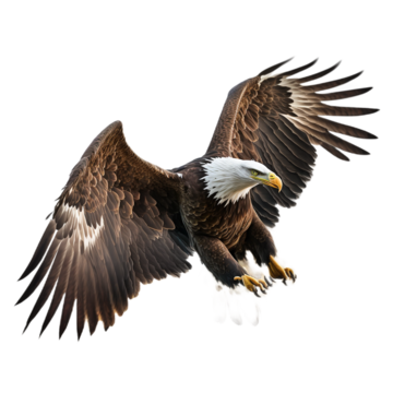 Águila
